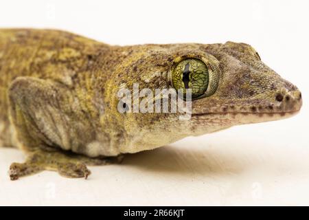 Le géant de la Halmahera Gecko (Gehyra marginata) Ternate dtella isolé sur fond blanc Banque D'Images