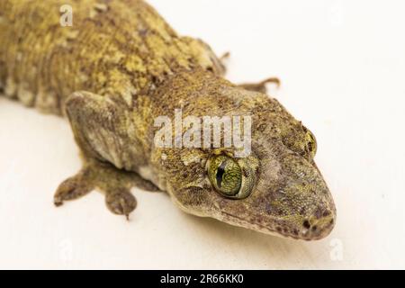 Le géant de la Halmahera Gecko (Gehyra marginata) Ternate dtella isolé sur fond blanc Banque D'Images