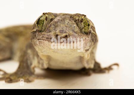 Le géant de la Halmahera Gecko (Gehyra marginata) Ternate dtella isolé sur fond blanc Banque D'Images