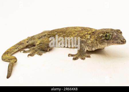 Le géant de la Halmahera Gecko (Gehyra marginata) Ternate dtella isolé sur fond blanc Banque D'Images