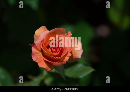 De belles roses dans un jardin d'été Banque D'Images