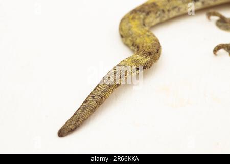 Le géant de la Halmahera Gecko (Gehyra marginata) Ternate dtella isolé sur fond blanc Banque D'Images