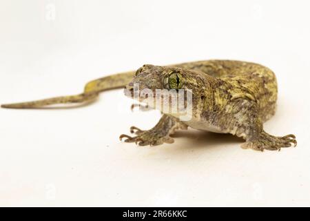 Le géant de la Halmahera Gecko (Gehyra marginata) Ternate dtella isolé sur fond blanc Banque D'Images