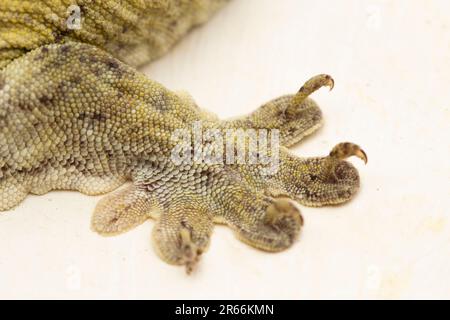 Le géant de la Halmahera Gecko (Gehyra marginata) Ternate dtella isolé sur fond blanc Banque D'Images