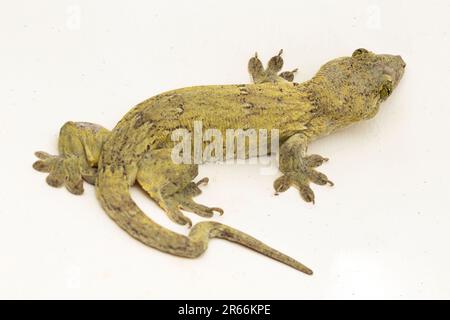 Le géant de la Halmahera Gecko (Gehyra marginata) Ternate dtella isolé sur fond blanc Banque D'Images