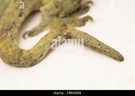 Le géant de la Halmahera Gecko (Gehyra marginata) Ternate dtella isolé sur fond blanc Banque D'Images