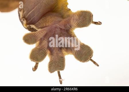 Le géant de la Halmahera Gecko (Gehyra marginata) Ternate dtella isolé sur fond blanc Banque D'Images