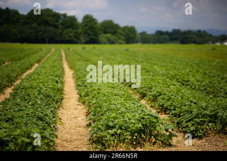 Des rangées de fraises sur un grand champ contre un ciel bleu nuageux et une forêt. Les allées sont recouvertes de paille. Mise au point sélective Banque D'Images