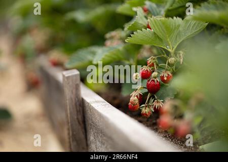 Buissons de fraises avec de petites baies mûres rouges et mûres dans un lit de fleur élevé avec des murs en bois Banque D'Images