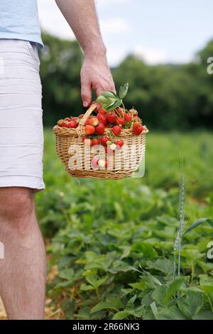 Panier en osier avec fraises rouges mûres dans les mains d'un homme debout sur une plantation Banque D'Images