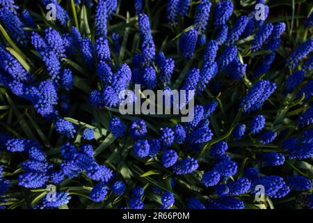 Jacinthes bleu indigo dans un champ aux pays-Bas. Vue de dessus. Mise au point sélective. Banque D'Images