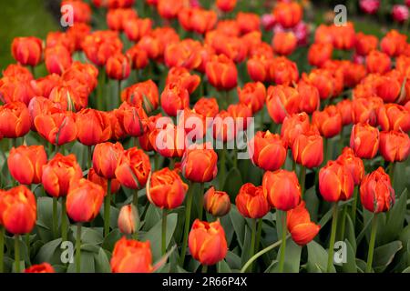 Tulipes rouge-orange vif avec des stipules vertes. Vue de dessus. Cadre plein Banque D'Images