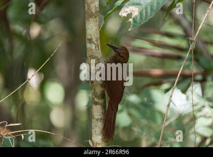 Nord de la forêt barrée (Dendrocolaptes sanctutithomae) perchée sur un arbre le long de la célèbre route Pipeline au Panama Banque D'Images