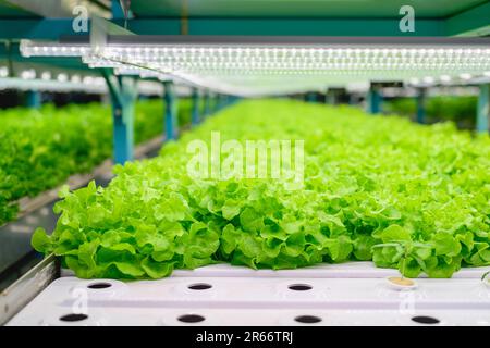 Légumes poussant dans la ferme intérieure, la ferme végétale hydroponique Banque D'Images
