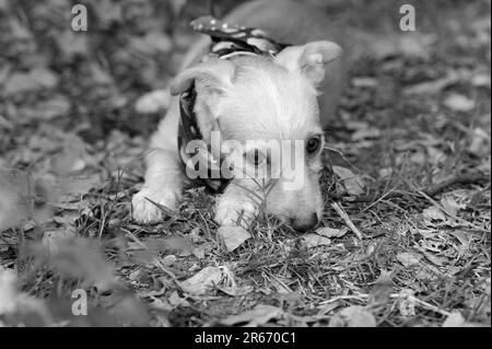 Un adorable chien timide est en plein air avec un regard triste sur son visage Banque D'Images