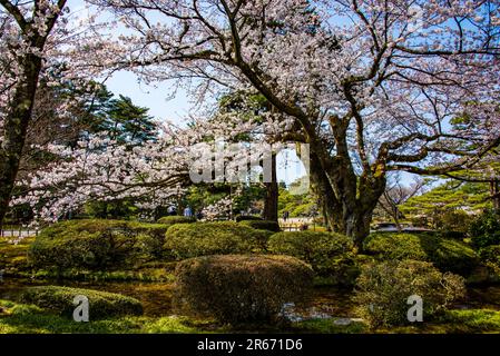 Cerisiers en fleurs dans le jardin Kenrokuen Banque D'Images