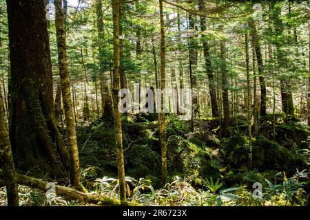 Forêt à Kamikochi Banque D'Images