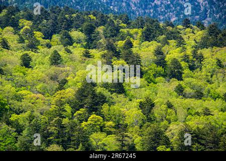 Verdure fraîche à Kamikochi Banque D'Images