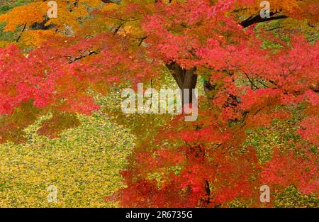 Feuilles d'automne du château d'Aizu Wakamatsu Banque D'Images