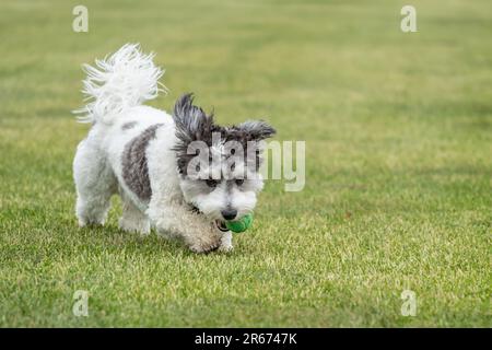 Le chiot Bichon Havanais noir et blanc avec des oreilles qui s'efflent joue avec la balle verte Banque D'Images