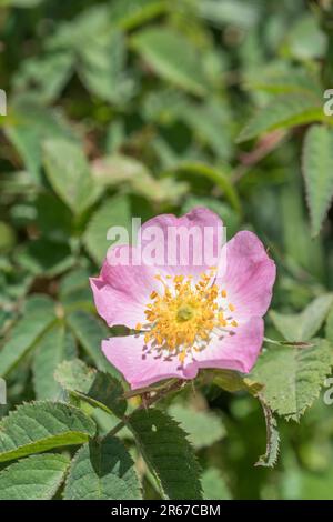 Gros plan de la fleur de la rose sauvage au soleil. ID incertain. Peut être une variante de chien Rose / Rosa canina, ou de Sweet Briar / Rosa rubiginosa agg. Voir Remarques. Banque D'Images