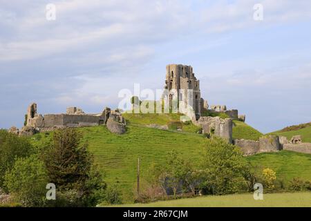 Château de Corfe, Corfe, Île de Purbeck, Dorset, Angleterre, Grande-Bretagne, Royaume-Uni, Royaume-Uni, Europe Banque D'Images