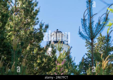Phare côtier estonien. Une vue sur la pointe du phare entre les branches de pin. ciel bleu clair Banque D'Images