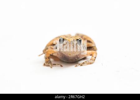 Grenouille de riz Java, grenouille-Chorus Javan, Microhyla achatina grenouille javanaise à col étroit isolée sur fond blanc Banque D'Images