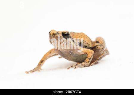 Grenouille de riz Java, grenouille-Chorus Javan, Microhyla achatina grenouille javanaise à col étroit isolée sur fond blanc Banque D'Images