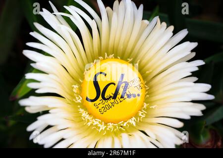 Istanbul, Turquie - 3 juin 2023 : image créative d'une calotte jaune Schweppes au centre d'une fleur jaune. Banque D'Images