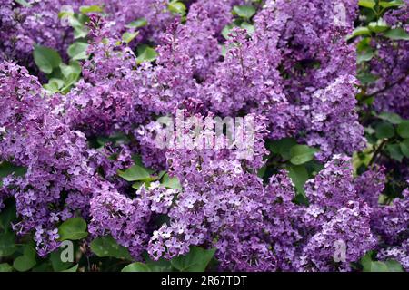 Les fleurs violettes de l'arbuste nain coréen du lilas Syringa meyeri fleurissent au printemps. Banque D'Images