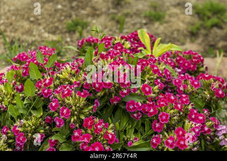 Groupe de petites fleurs violettes, Images de fleurs violettes, petites fleurs, fleur pourpre Banque D'Images