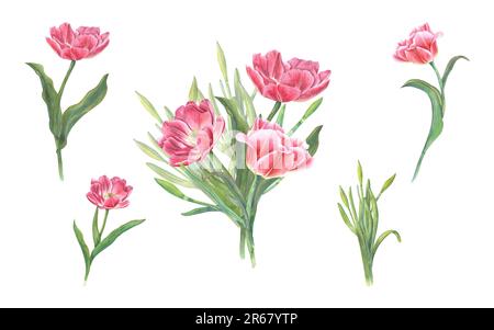 Bouquet d'aquarelles de tulipes roses isolées sur fond blanc. Belle illustration pour la conception de cartes postales, de voeux, de motifs Banque D'Images