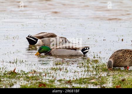 Différents types de canards se rassemblent dans une zone peu profonde d'eau Banque D'Images