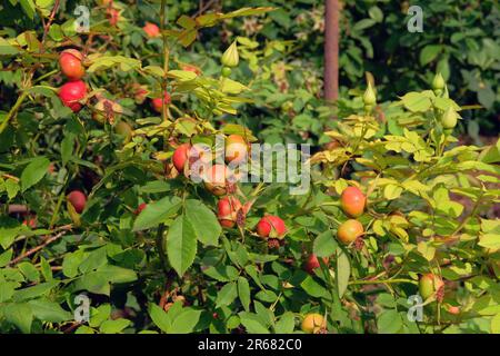 Graines de rose sur une brousse dans le jardin. Roses fond dans le jardin de fleurs. Banque D'Images