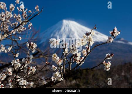 Fuji et fleurs de prune blanche Banque D'Images