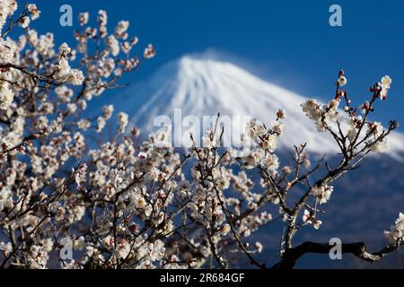 Fuji et fleurs de prune blanche Banque D'Images