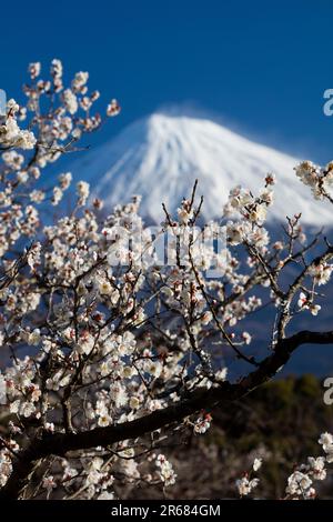 Fuji et fleurs de prune blanche Banque D'Images