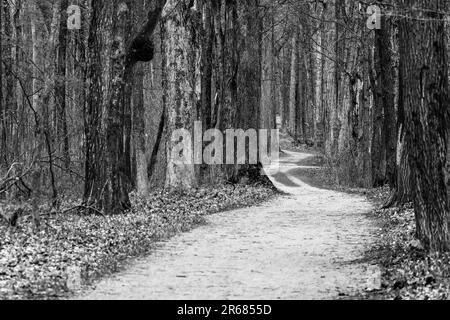 Sentier de randonnée en terre vierge et sinueux à travers la région arborée Banque D'Images