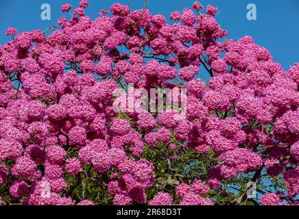 Détails de la belle trompette rose (Handroanthus hepptaphyllus) , Tabebuia rose en pleine fleur. Arbre brésilien ipê dans la ville de Brasília Banque D'Images