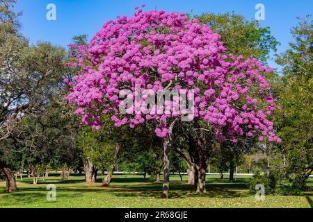 Détails de la belle trompette rose (Handroanthus hepptaphyllus) , Tabebuia rose en pleine fleur. Arbre brésilien ipê dans la ville de Brasília Banque D'Images