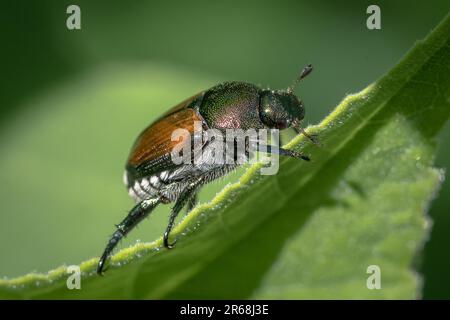 Un petit insecte vert perché sur une feuille, entouré d'une collection de gouttelettes d'eau étincelantes Banque D'Images