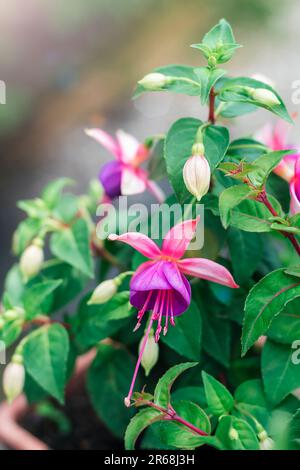 Belles fleurs violettes de la Fuchsia, gros plan. Banque D'Images