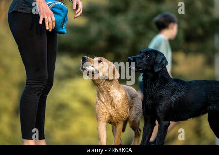 Golden labrador retriever chiot avec une balle dans la bouche jouant avec son propriétaire et sa sœur de laboratoire noir. Banque D'Images