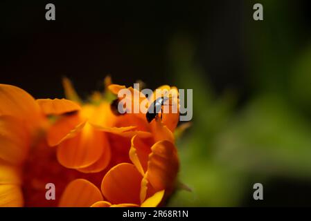Gros plan d'un petit insecte sur une fleur de Marigold Banque D'Images