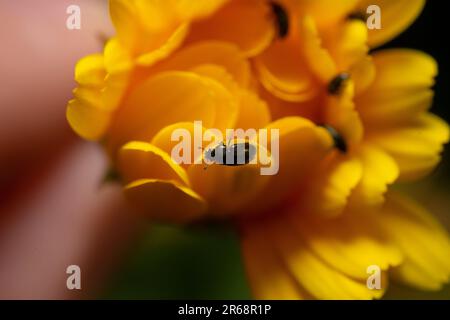 Gros plan d'un petit insecte sur une fleur de Marigold Banque D'Images