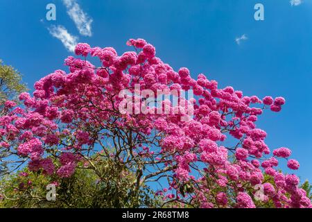 Détails de la belle trompette rose (Handroanthus hepptaphyllus) , Tabebuia rose en pleine fleur. Arbre brésilien ipê dans la ville de Brasília Banque D'Images