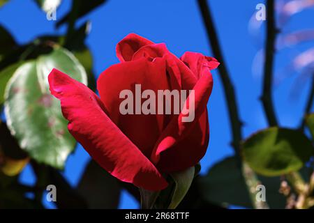 Rose rouge vif bourgeon, fleurs fleuries dehors dans le jardin lors d'une journée chaude ensoleillée. Banque D'Images
