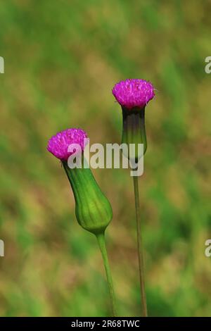 De petites fleurs violettes dehors dans le jardin par une chaude journée ensoleillée. Banque D'Images