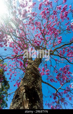 Détails de la belle trompette rose (Handroanthus hepptaphyllus) , Tabebuia rose en pleine fleur. Arbre brésilien ipê dans la ville de Brasília Banque D'Images